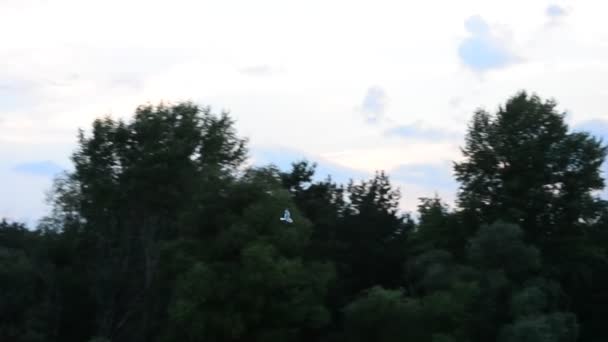 La Sterne vole haut sur fond de ciel, de nuages et de cimes d'arbres — Video