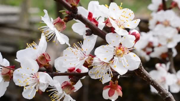 Rama de albaricoque floreciente con muchas flores blancas hermosas — Vídeos de Stock