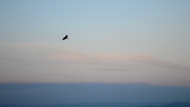 Las aves vuelan sobre el fondo del cielo azul en las montañas durante el atardecer — Vídeos de Stock