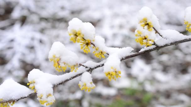 Schnee fällt auf blühenden Kornelkirschzweig — Stockvideo