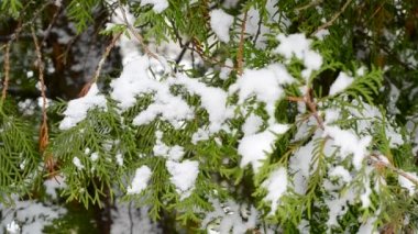 Kışın yeşil thuja dalına kar yağıyor