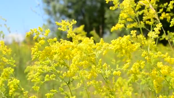 Güzel sarı alan çiçek bir çayırda — Stok video