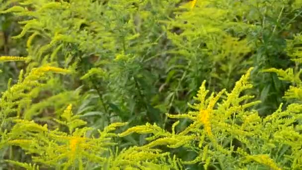 Belles fleurs jaunes et vertes de verge d'or remplissant le cadre 