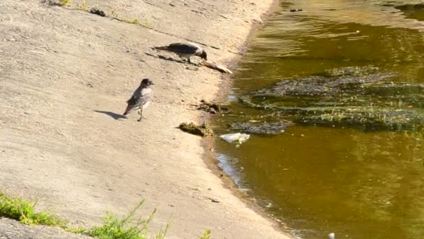 Dos cuervos grises con uno comiendo pescado muerto en la orilla — Vídeo de stock