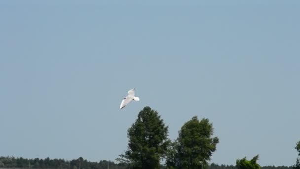 Seagull vliegt over water in de zomer op de achtergrond van de blauwe hemel — Stockvideo