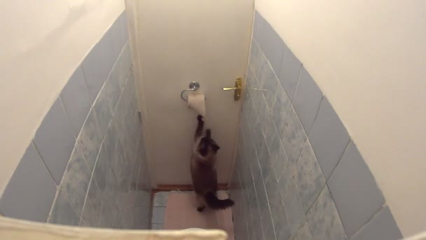 Активный кот быстро разворачивает туалетную бумагу — стоковое видео