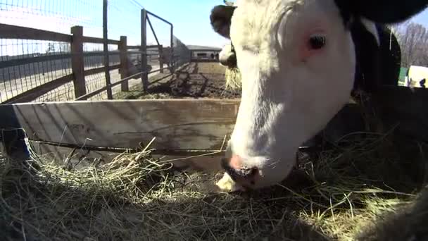 Primer plano de alimentar a las vacas que sacan la lengua — Vídeos de Stock