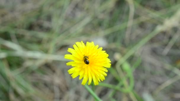 Бджоли збирають пилок на жовтій квітці кульбаби — стокове відео