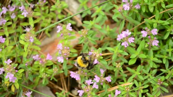 Bumblebee reúne pólen de flores de tomilho selvagem — Vídeo de Stock