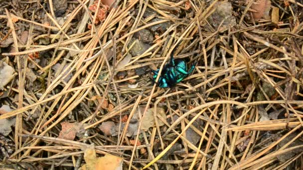 Groene dung beetle verkenningen in bos — Stockvideo