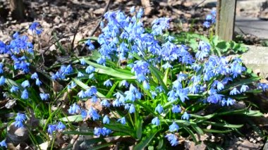 Yaban-arısı nektar veya polen Sibirya squill toplama