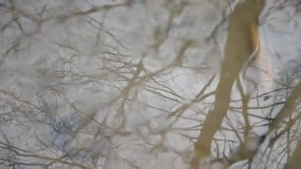 Abstrakte Wasseroberfläche Hintergrund mit Baumzweigreflexionen — Stockvideo