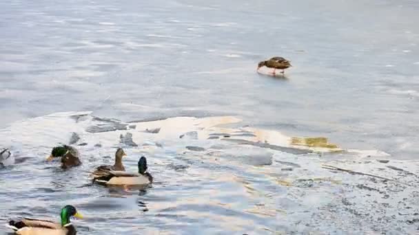 Farbenfroher männlicher Wildenten-Erpel kommt zu Wasser — Stockvideo