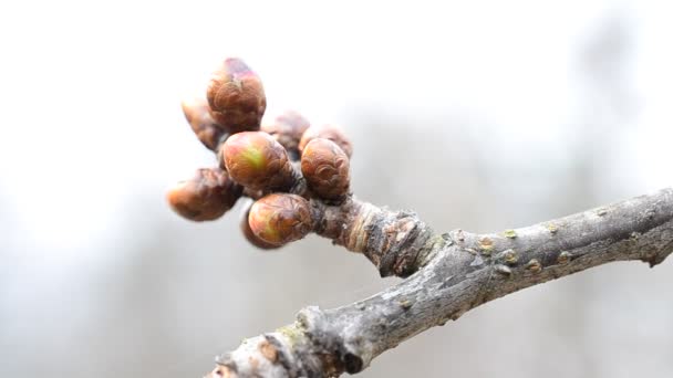 Avium Cerasus. Primer plano de los brotes de flores en la rama de cerezo — Vídeos de Stock