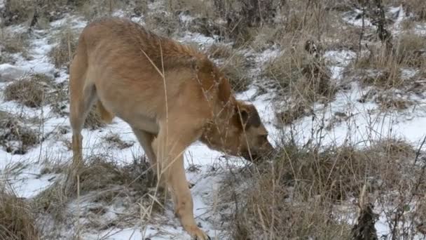 Nahaufnahme eines obdachlosen Hundes auf Futtersuche im Schnee — Stockvideo