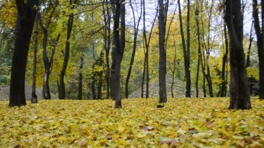 Güzel yaprak sonbahar sonbaharda bir orman veya park
