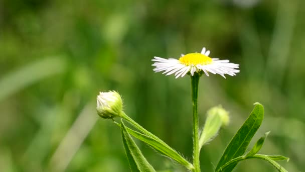 Hermosa flor de margarita con insectos volando detrás de ella — Vídeo de stock