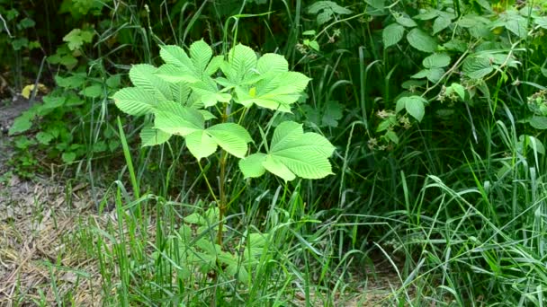 Jonge paardekastanje boom met weelderig groen loof — Stockvideo