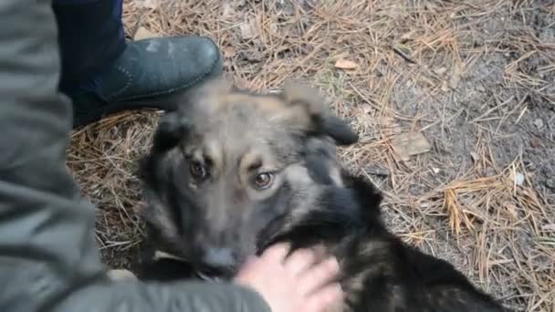 Woman playing with a dog — Stock Video