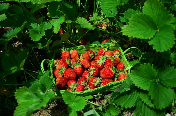 Erdbeere — Stockfoto