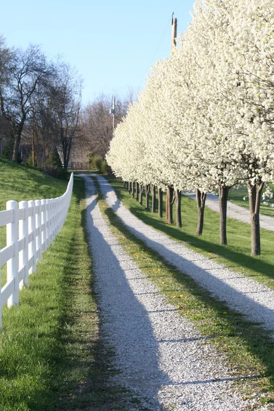 Road less traveled — Stock Photo, Image