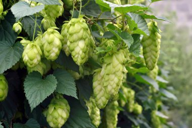 Olgun atlama açık havada