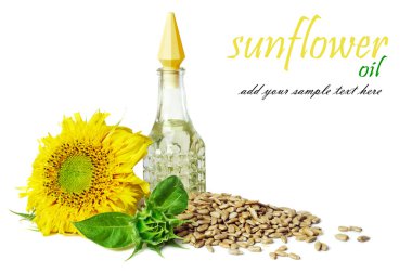 bir çiçek ve tohum ile ayçiçek yağı