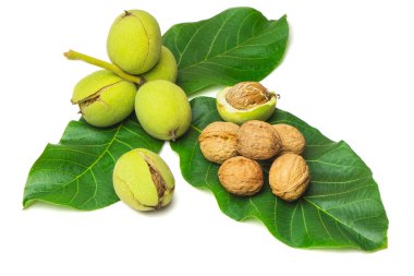 Ceviz beyaz zemin üzerine yeşil yaprakları ile