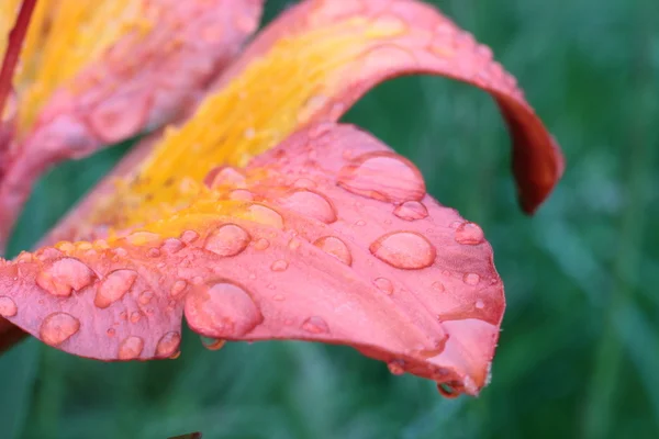 Grigna vahşi lily