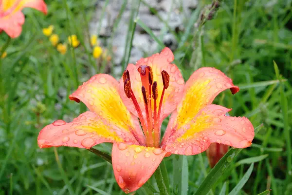 Grigna vahşi lily