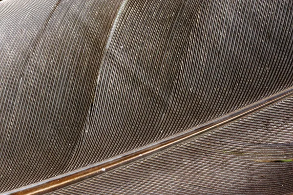 Tüy