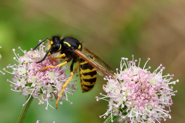 Hornet bir çiçek üzerinde