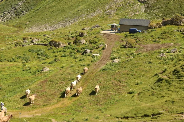 Vaca lista para ordeño —  Fotos de Stock