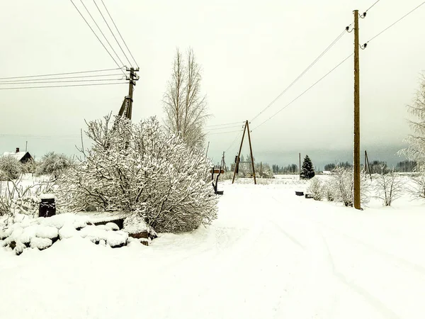 Karlı kış günü. Kış çiçekleri çok güzeldir. 