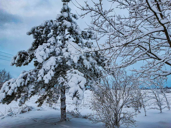 O kadar çok kar vardı ki ağaçlar düşmemek için zordu. 