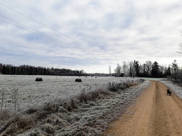 Buz tarlayı ve ağaçları kaplıyor.