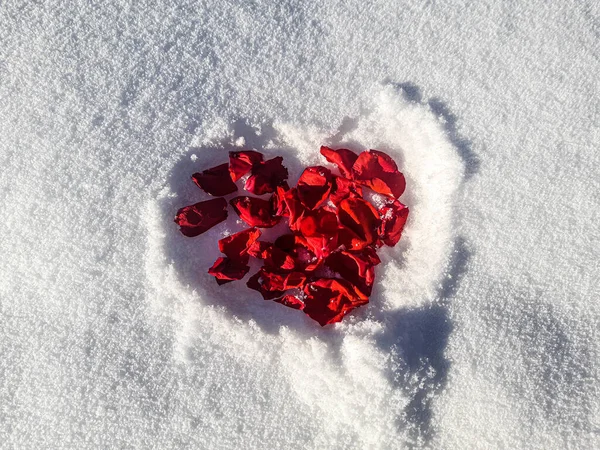 Gül, kalbi karda bırakır.