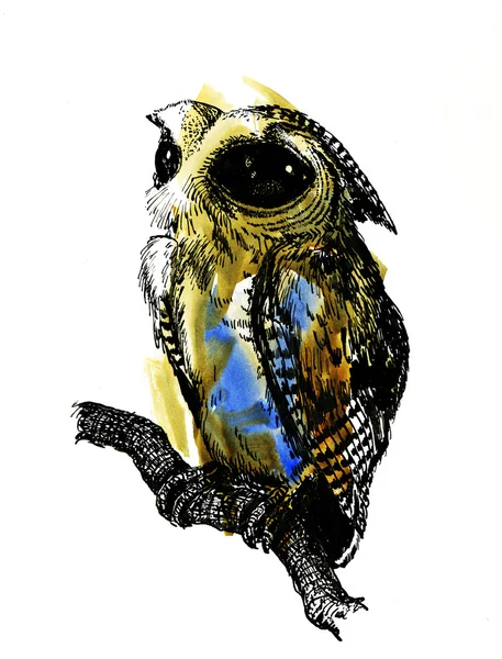 Owl bird