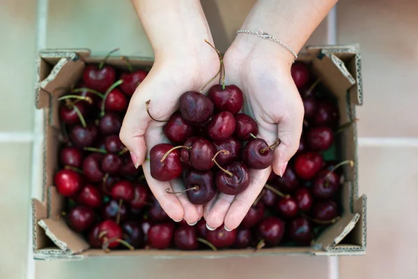 Ecological cherries, freshly picked, from the jerte valley, red in various shades, in the hands of the woman who has picked them