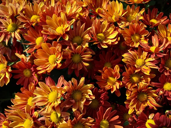 The bed of chrysanthemums — Stock Photo, Image