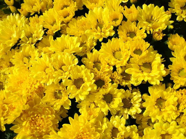 The bed of yellow chrysanthemums — Stock Photo, Image