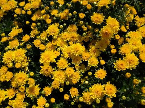 Chrysanthèmes jaunes en fleurs — Photo