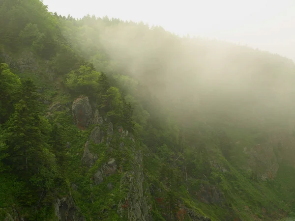 Berg taiga — Stockfoto