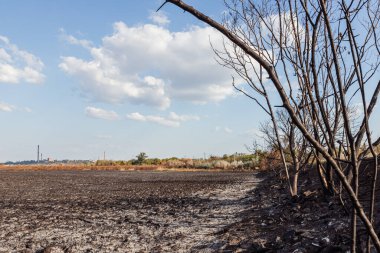 Yanmış ağaçlar ve küllerle kaplı bir tarla.
