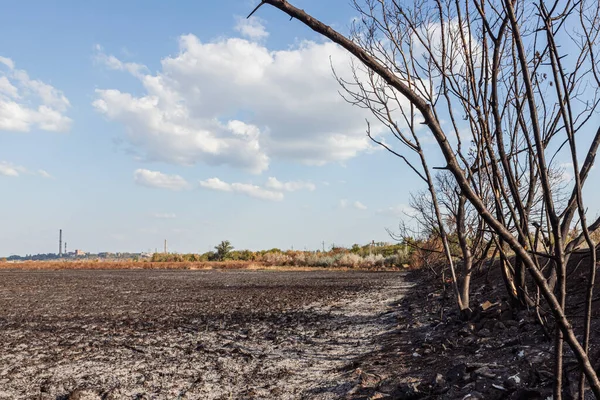 Yanmış ağaçlar ve küllerle kaplı bir tarla.