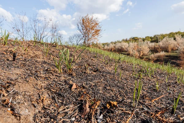 Genç filizlenen yeşil çimenler kavurucu yamaçta filizleniyor.
