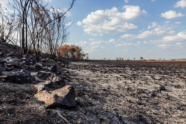 Yanmış ağaçlar ve kül olmuş çöl arazisi.