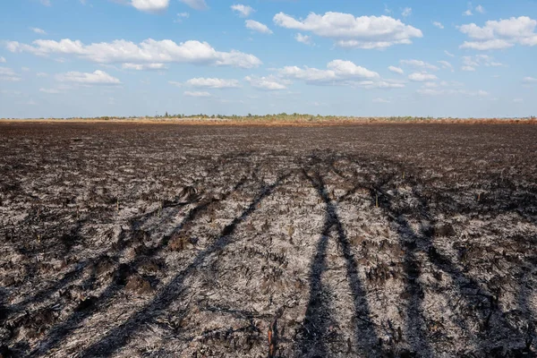 Küllerle kaplı yanmış bir tarla, ağaçların uzun gölgeleri tarlaya doğru uzanıyor.