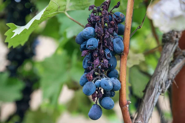Bir sonbahar gününde asmada çürük mavi üzümler