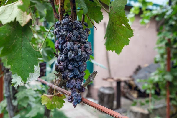 Bir sonbahar gününde asmada çürük mavi üzümler